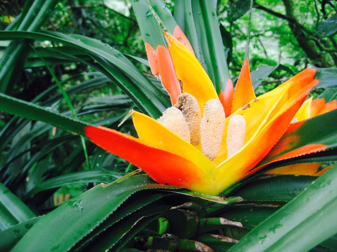 Visit the island of American Samoa in the South Pacific for a tropical getaway with exotic flowers and rainforest wildlife.jpg